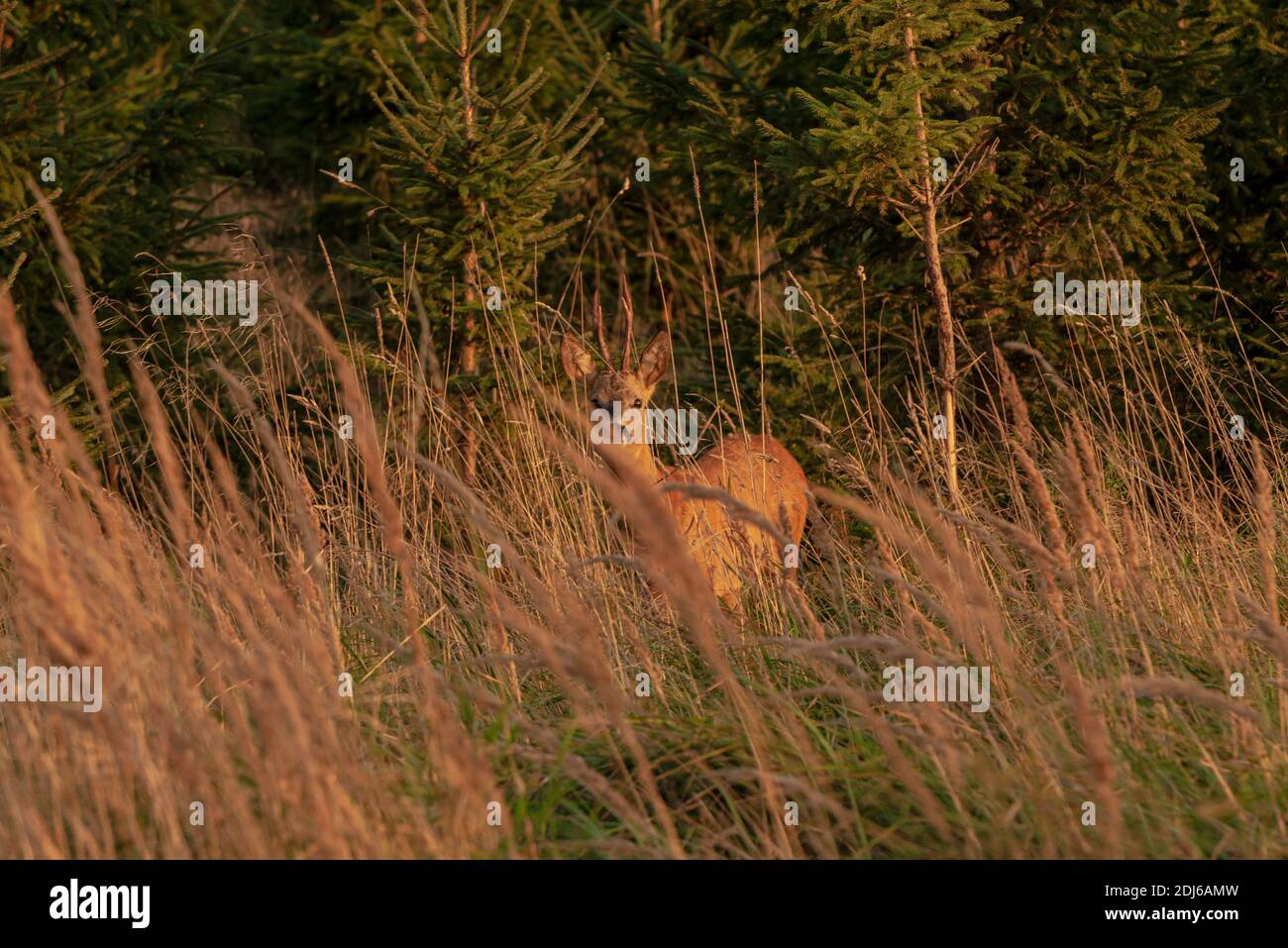 deer in a long hall watching the surroundings and is ready to hide in the nearest bushes Stock Photo