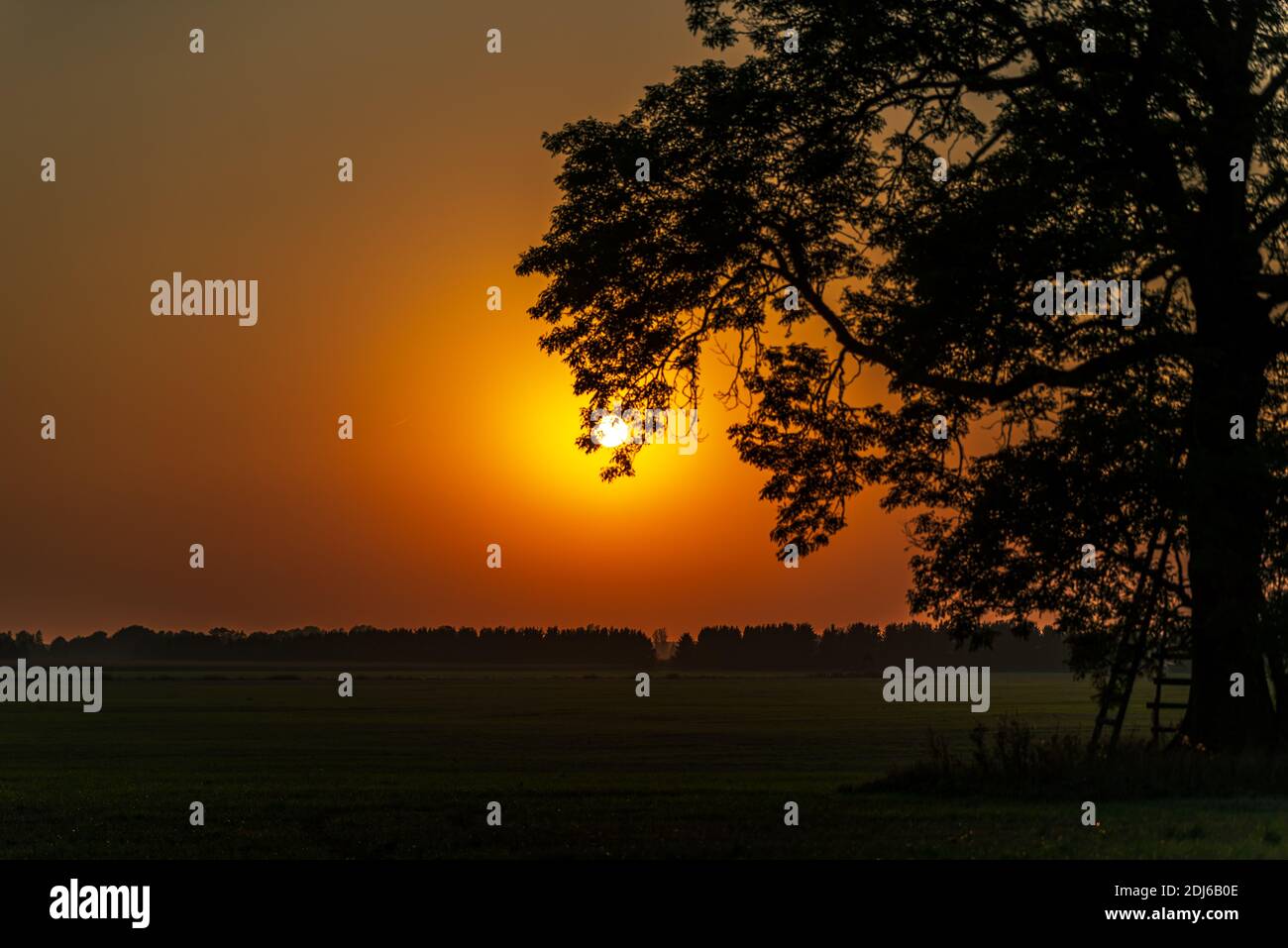 chubby tree silhouette at summer sunset because the sun is hidden behind tree branches Stock Photo