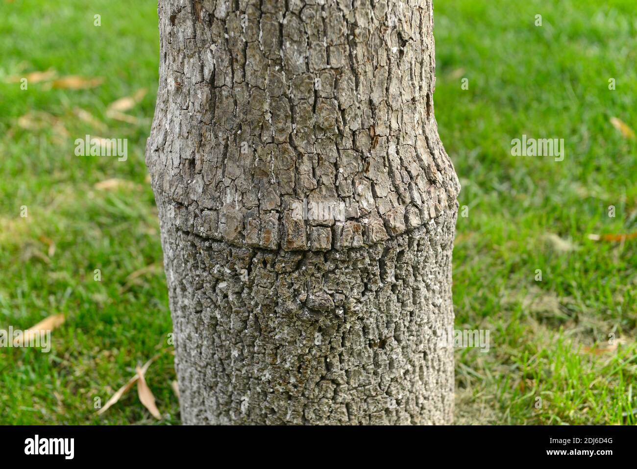 Tree grafting - Stock Image - E770/0967 - Science Photo Library