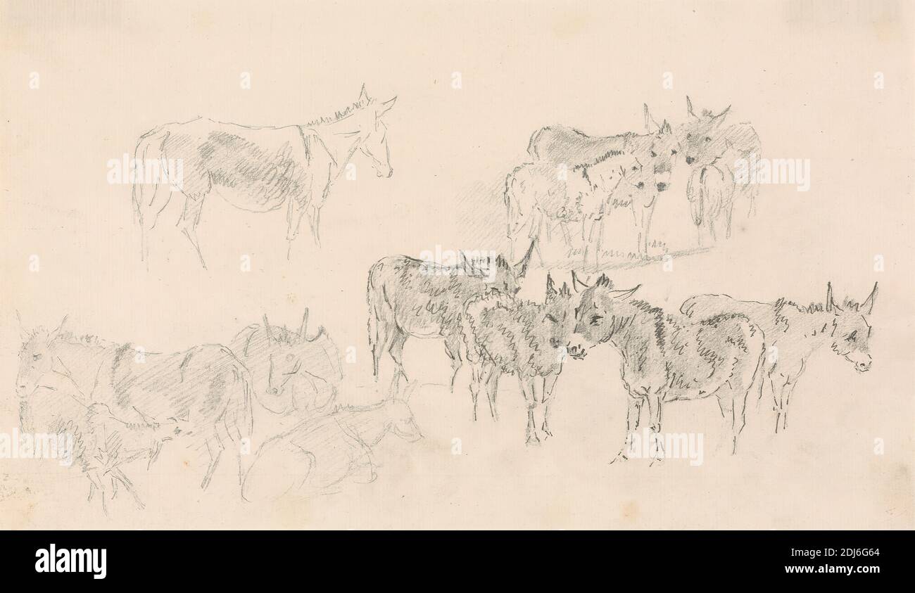 3 Donkeys High Resolution Stock Photography and Images - Alamy