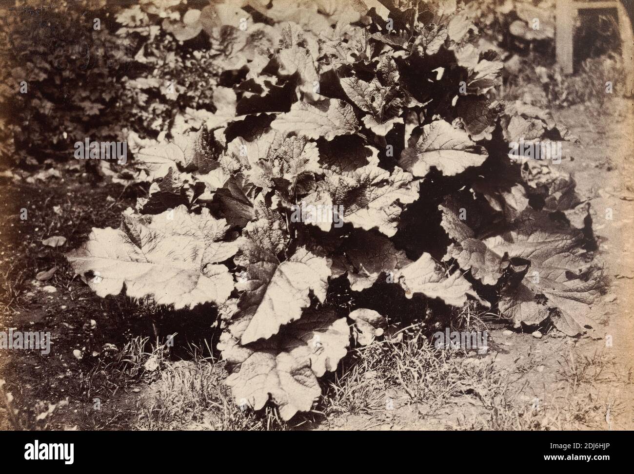 Plant Study, Robert Burrows, 1810–1883, British, 1860s, Albumen print from wet collodion negative on thin, smooth, cream wove paper, Sheet: 4 1/4 × 6 1/8 inches (10.8 × 15.6 cm) and Mount: 7 × 8 7/8 inches (17.8 × 22.5 cm), botanical subject, leaves, plant Stock Photo
