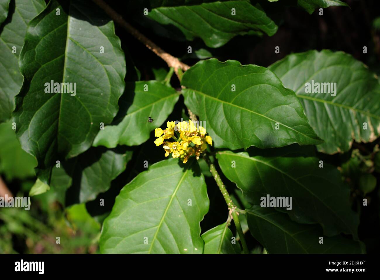 Bunch of yellow flowers on tree branch filled with green leaves and small bee on background Stock Photo