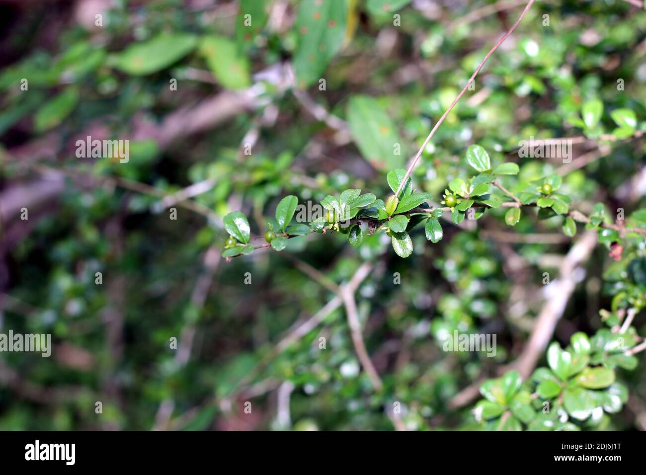 Small tree branch with it's wild fruit called as Heen thambala,It is Native to Sri lanka Stock Photo