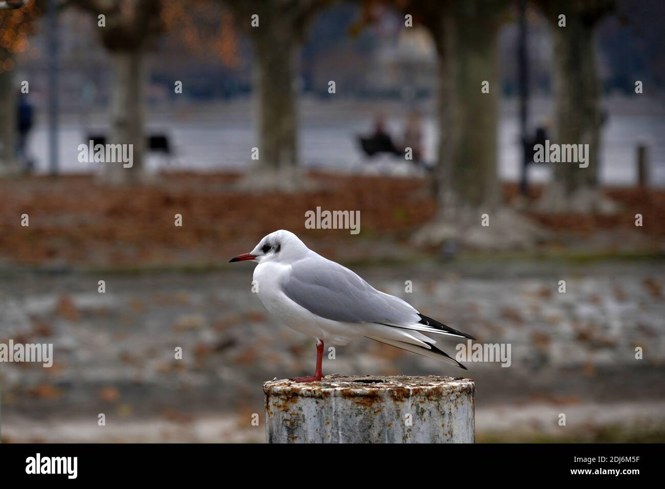 A seagull standing on a mooring pylon on the coast of Lake Constance in Germany in town Constance. There is a park in with benches in the background. Stock Photo
