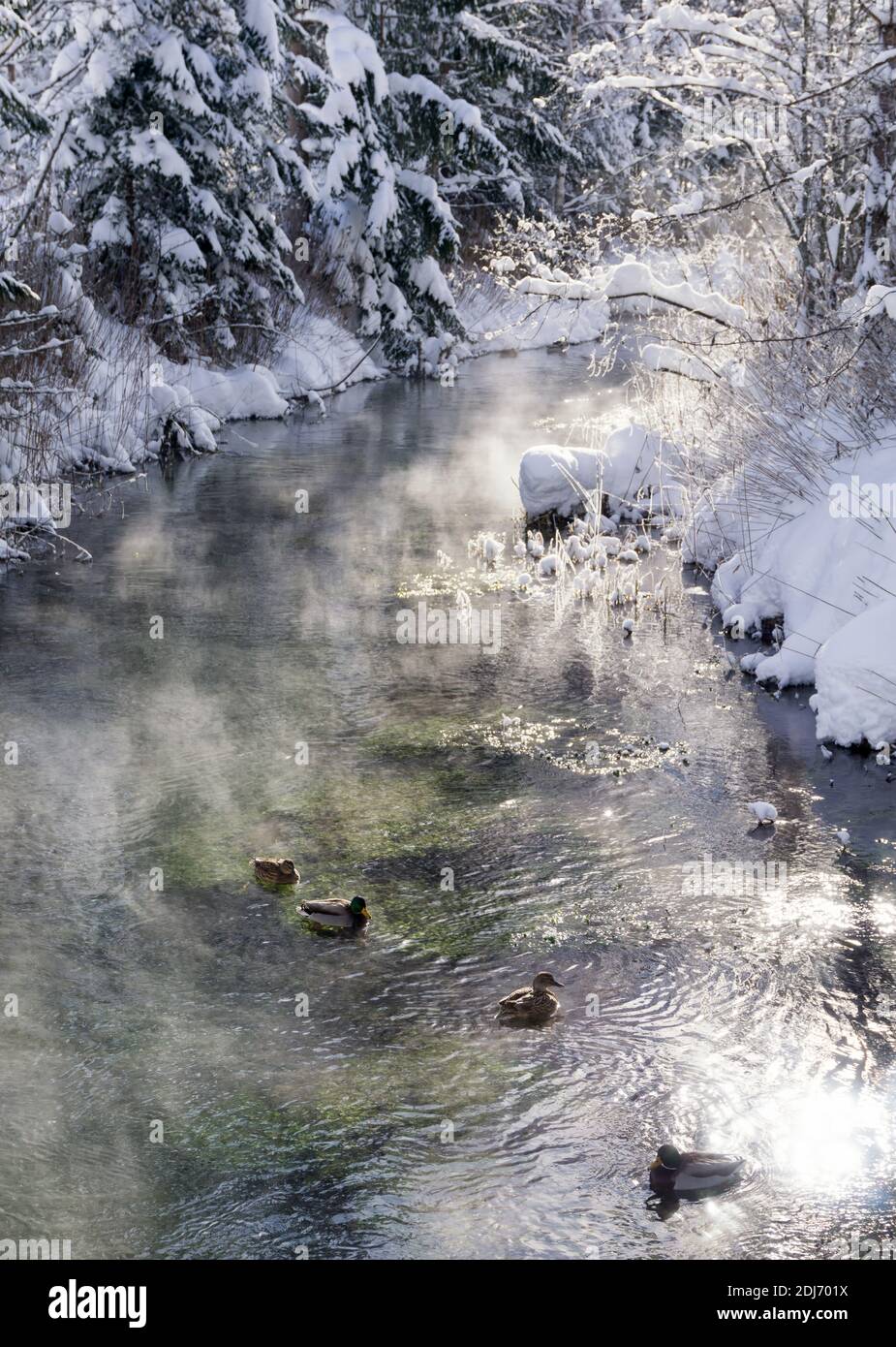 Winter mountain landscape with river or stream. Trees covered with snow and hoarfrost, ducks on water, reflection of the sun in the water. Sunny winte Stock Photo