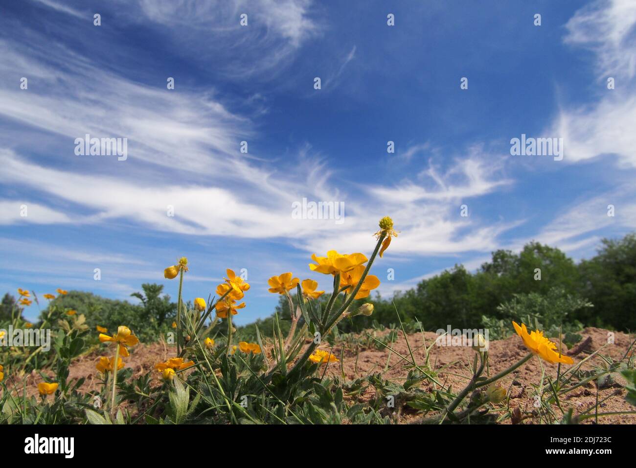 Yellow blue summer flowers hi-res stock photography and images - Alamy