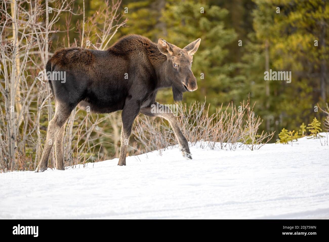 Baby moose, a calf (Alces alces) walking in the snow in the woods in Jasper National Park, Alberta, Canada Stock Photo