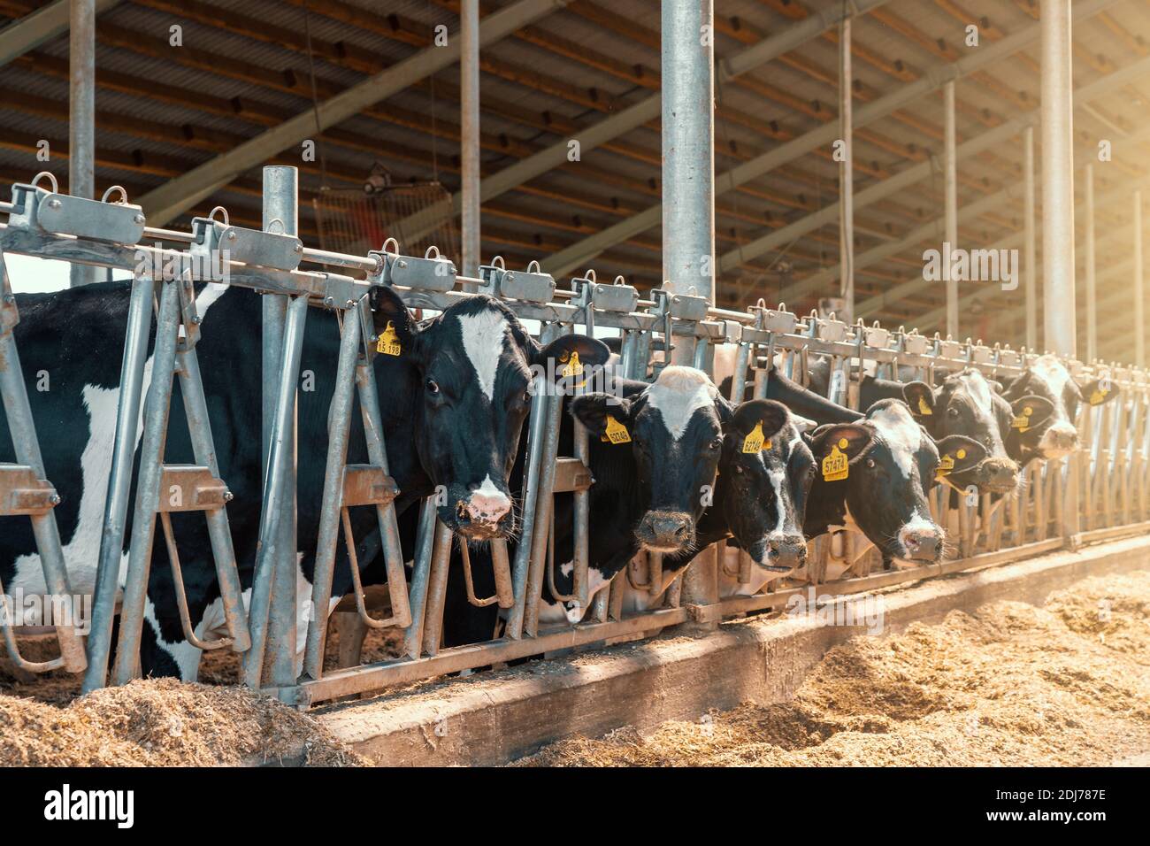 Cows on dairy farm. Cows breeding at modern milk or dairy farm. Cattle feeding with hay. Stock Photo