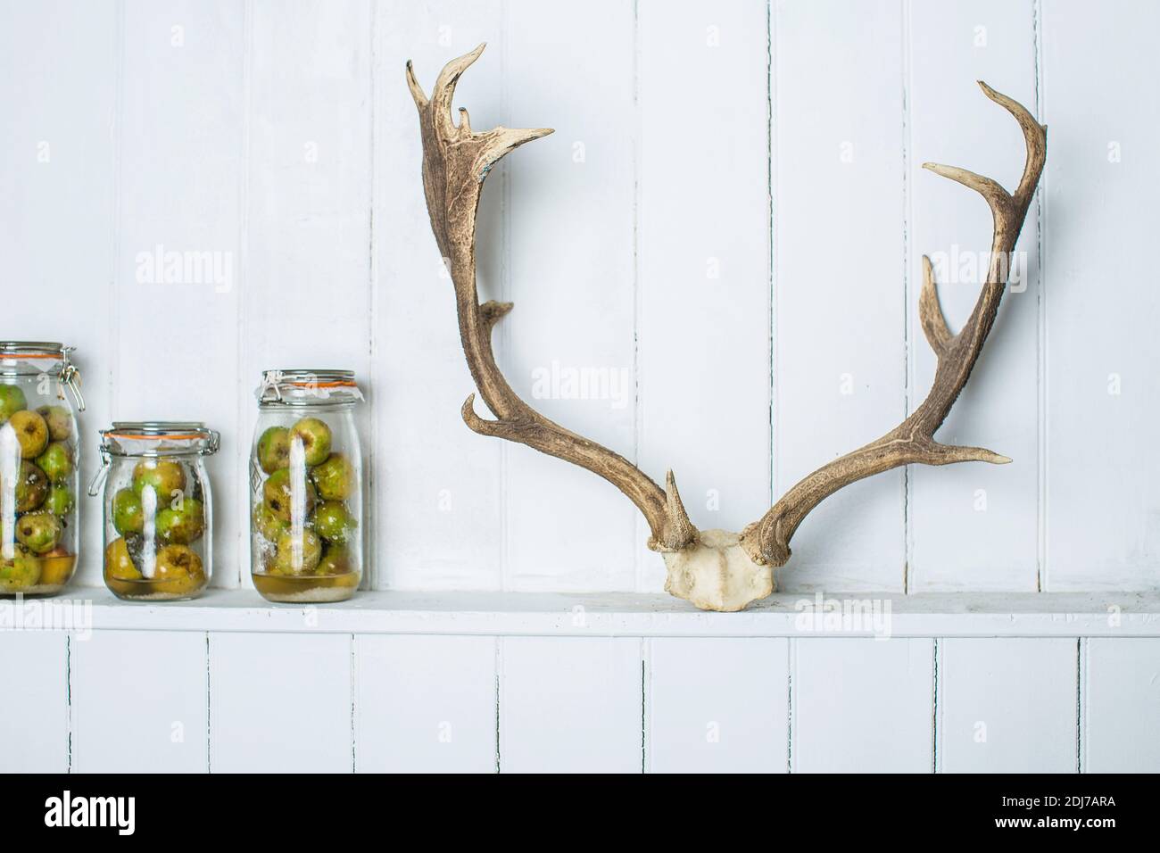 rustic kitchen food storage arrangement with fermented apples in glass jars over white wood kitchen counter and deer antler, clean eating: Stock Photo