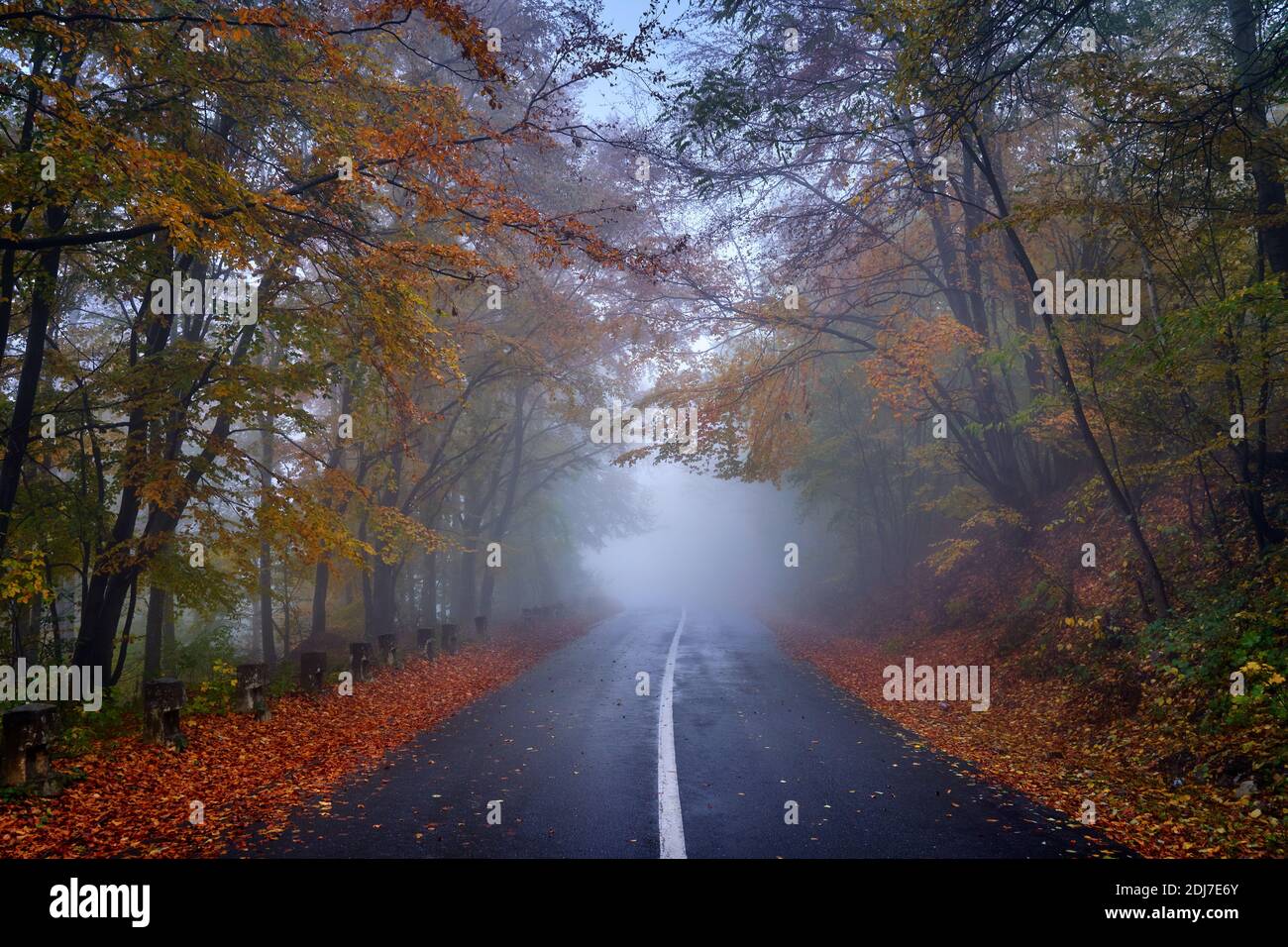 Landscape with a road through the forest in the misty autumn morning ...