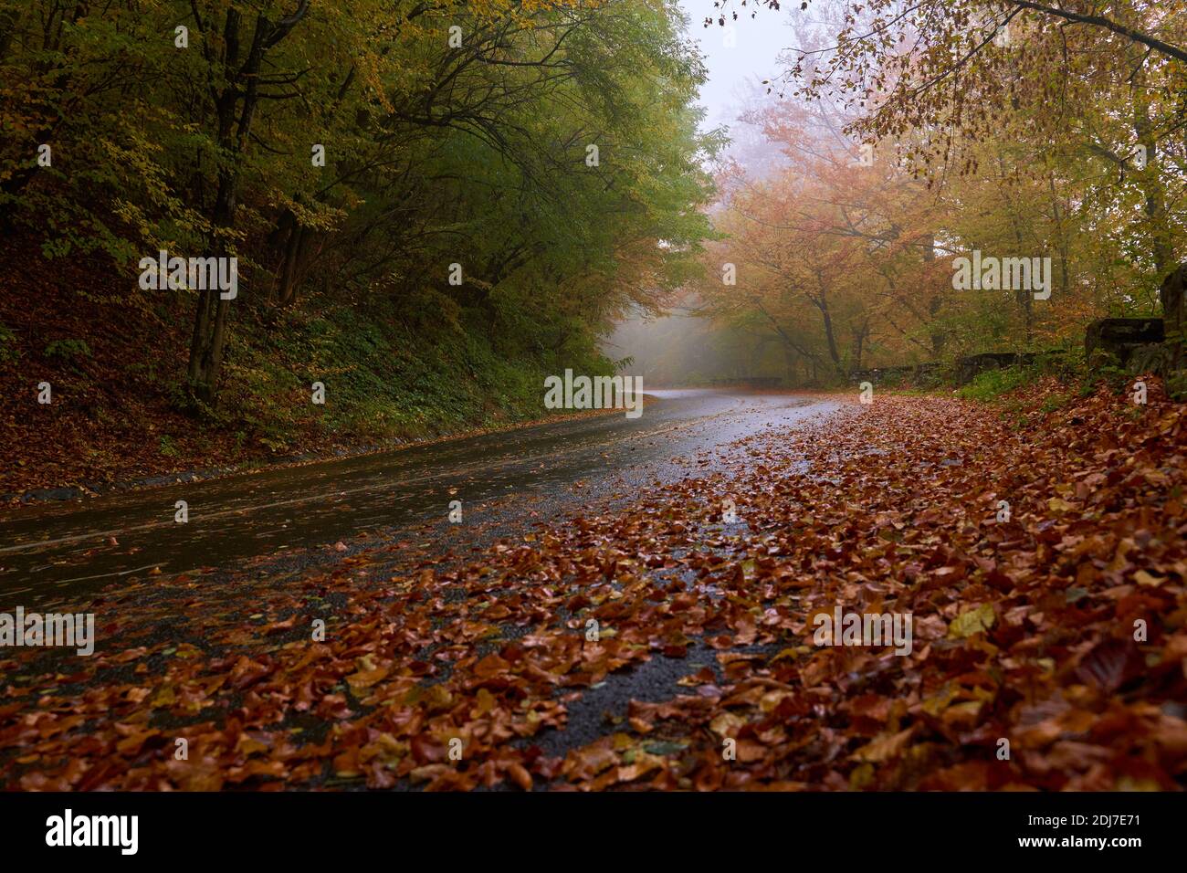 Landscape with a road through the forest in the misty autumn morning ...