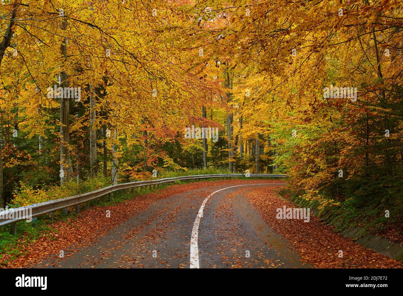 Landscape with a road through the forest in the misty autumn morning ...