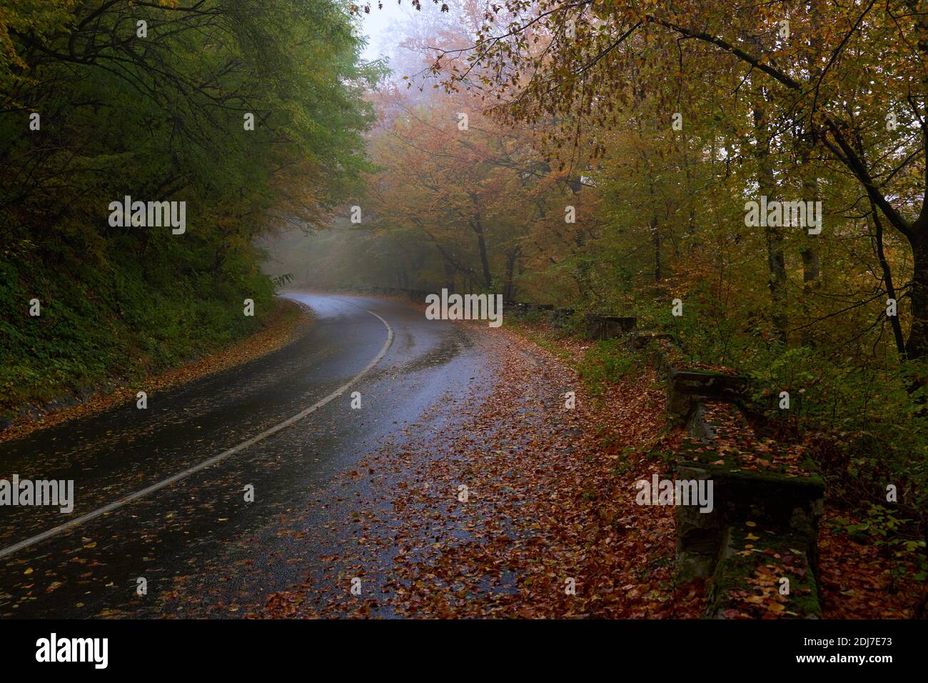 Landscape with a road through the forest in the misty autumn morning ...
