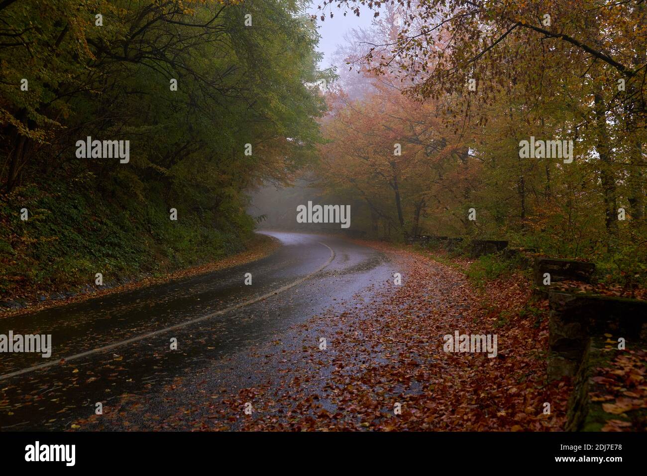 Landscape with a road through the forest in the misty autumn morning ...