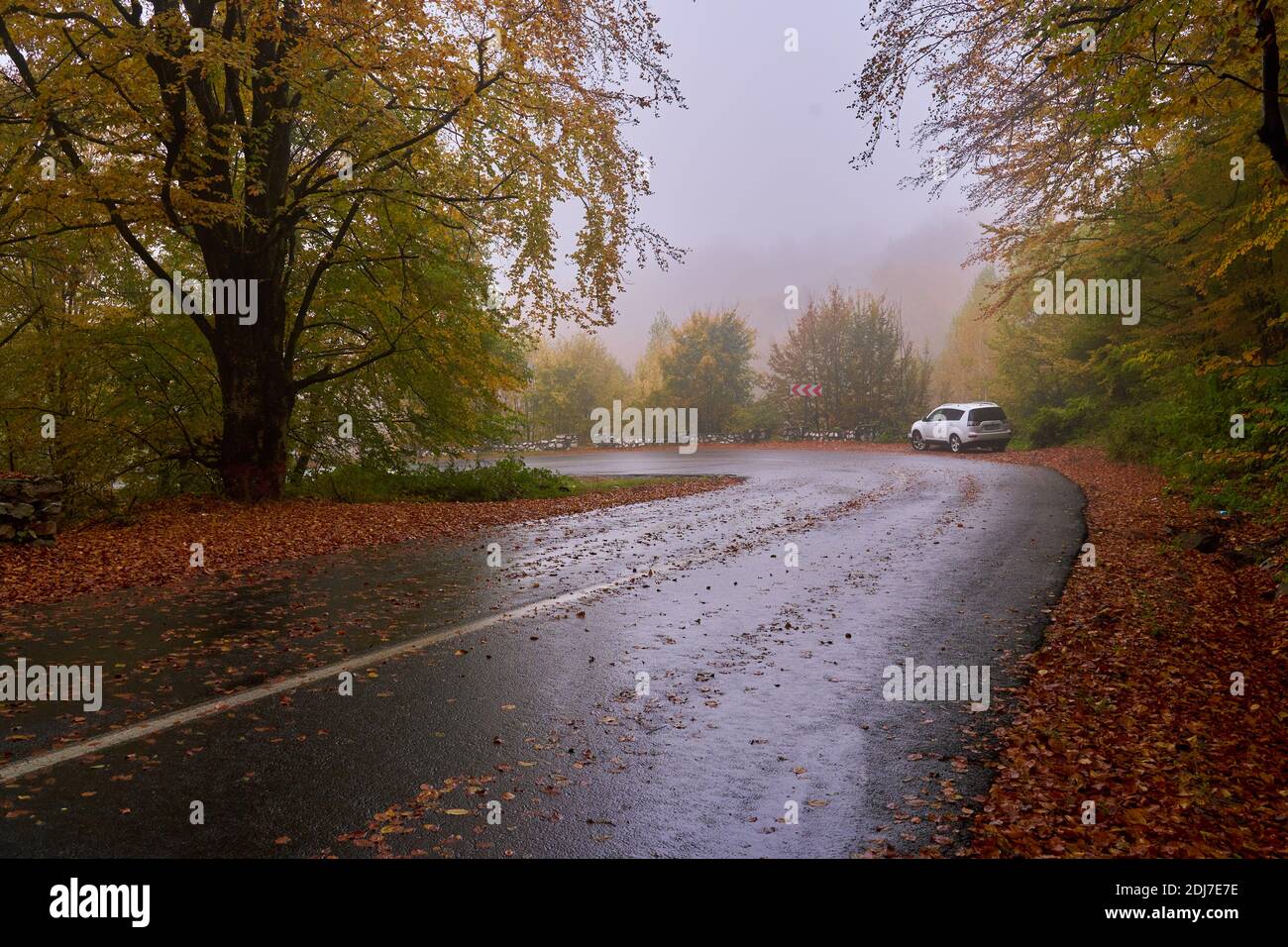 Landscape with a road through the forest in the misty autumn morning ...