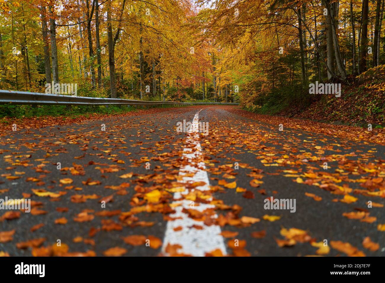Landscape with a road through the forest in the misty autumn morning ...