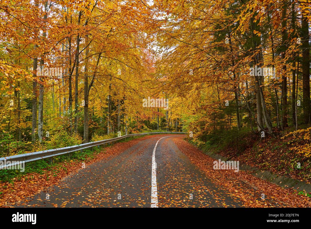 Landscape with a road through the forest in the misty autumn morning ...