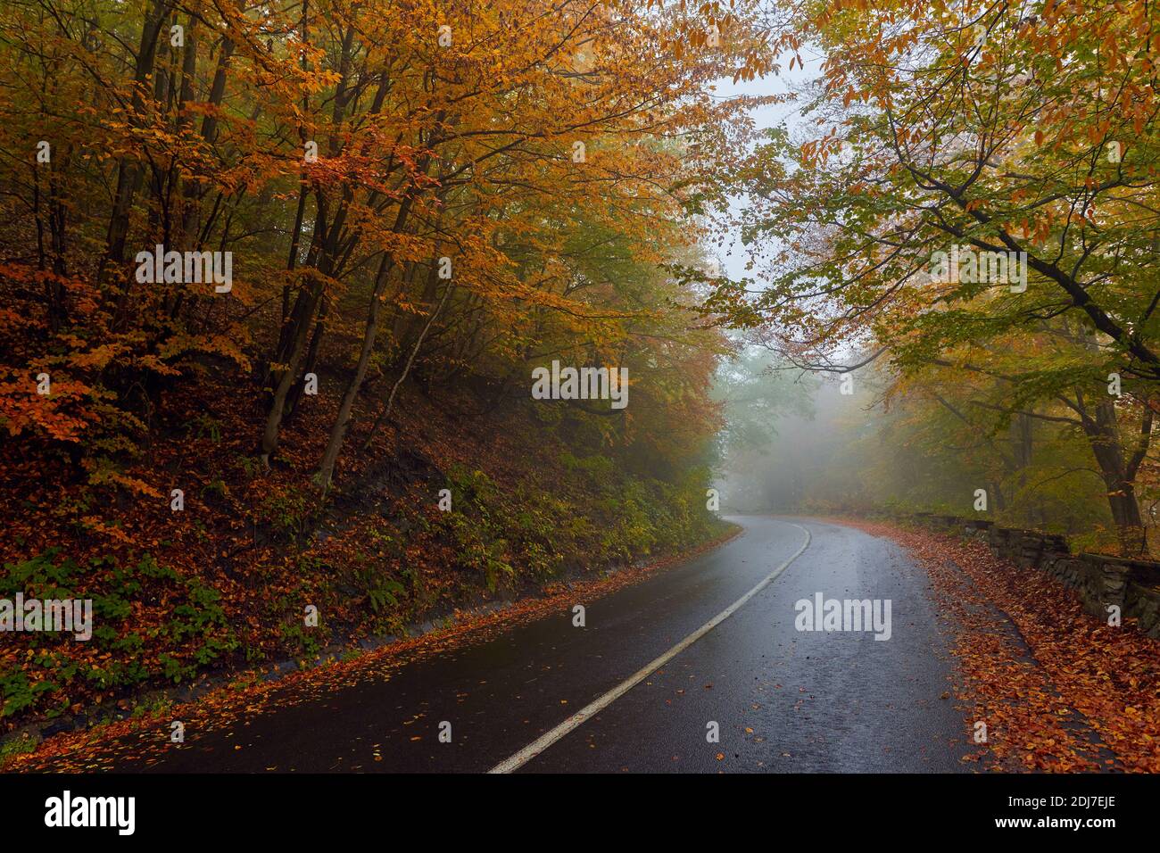 Landscape with a road through the forest in the misty autumn morning ...