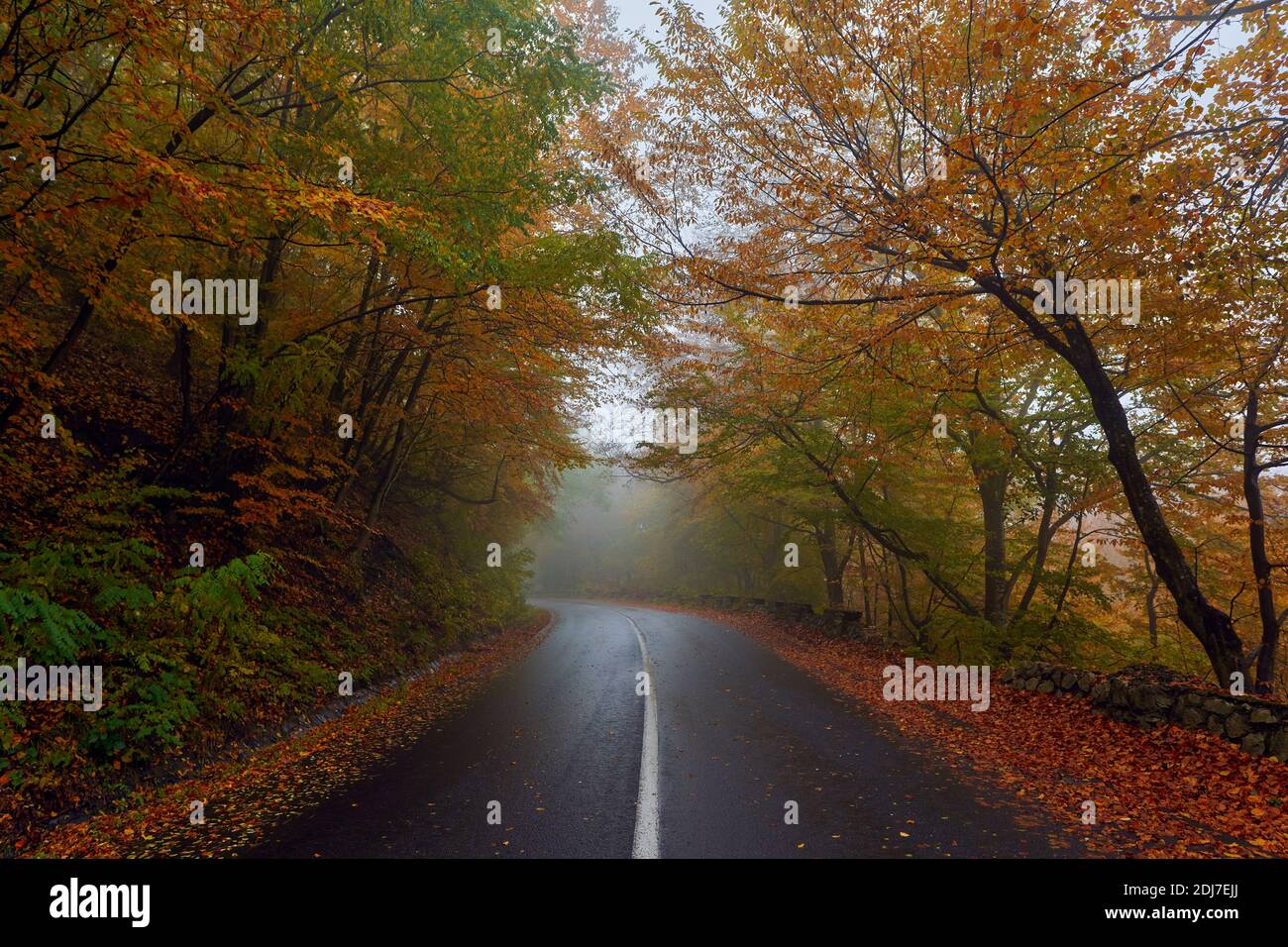 Landscape with a road through the forest in the misty autumn morning ...