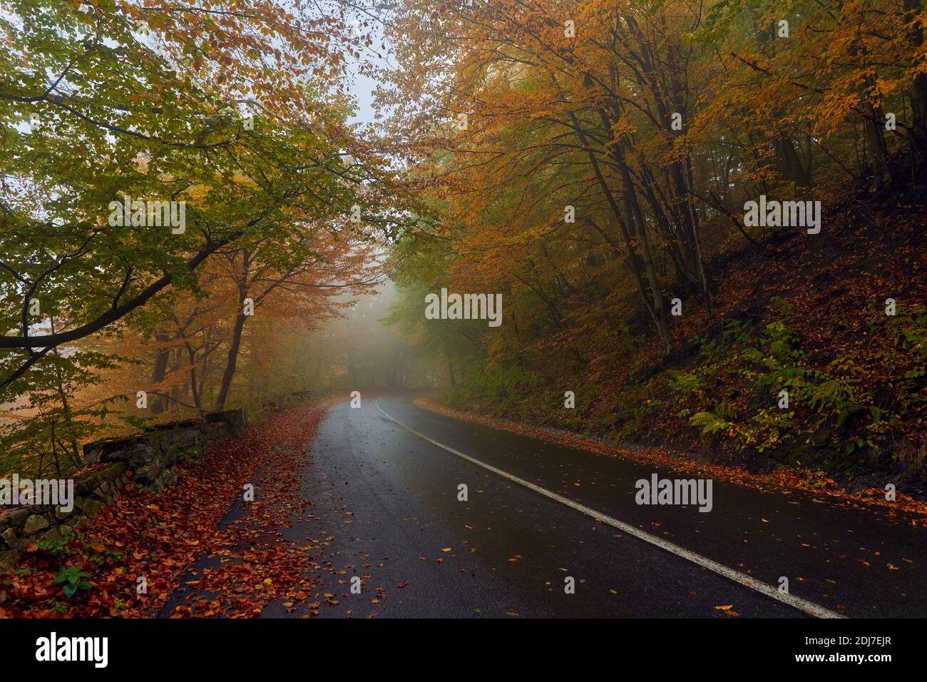 Landscape with a road through the forest in the misty autumn morning ...
