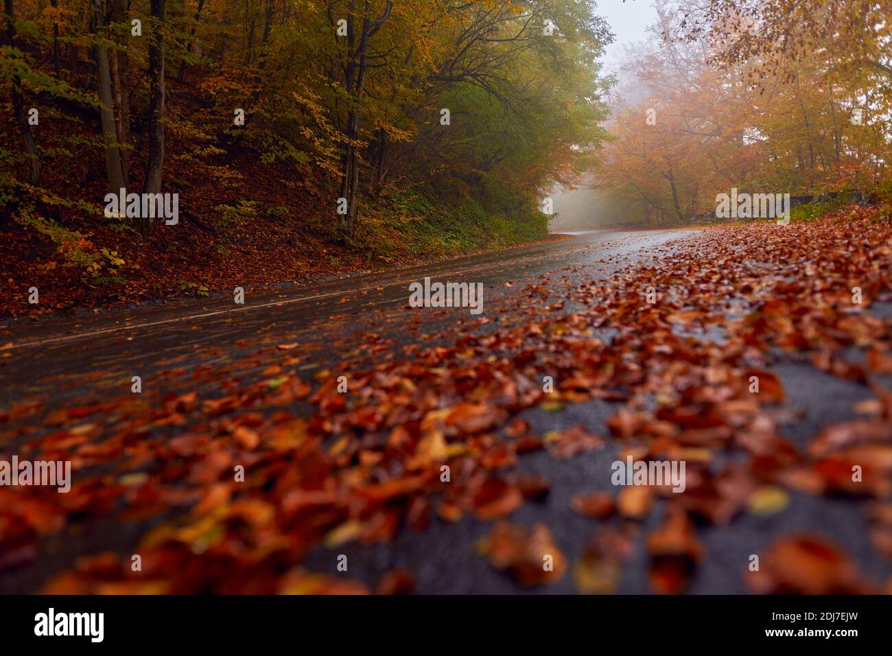 Landscape with a road through the forest in the misty autumn morning ...