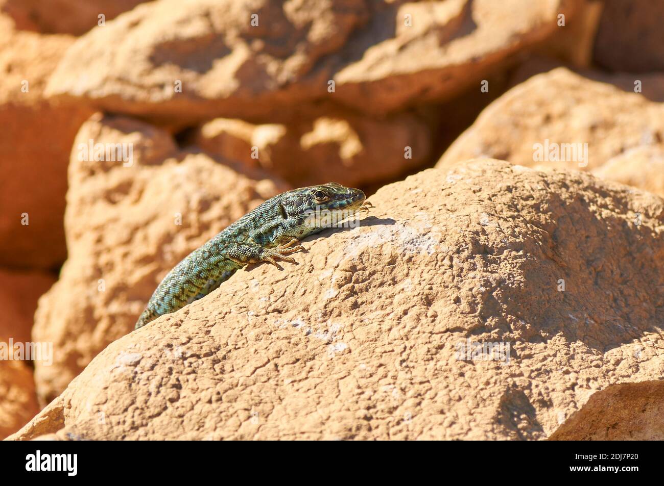 Ibiza wall lizard sub-specie (Podarcis pityusensis formenterae) over a rock in Formentera (Pityusic Islands, Balearic Islands, Spain) Stock Photo