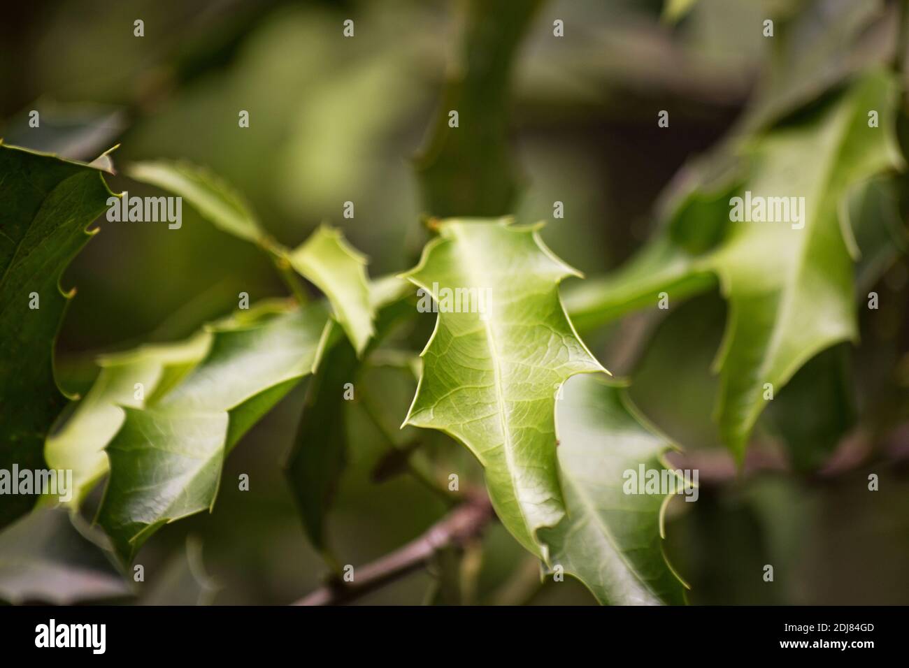 Medicinal plant 'Espinheira santa' leaves Stock Photo