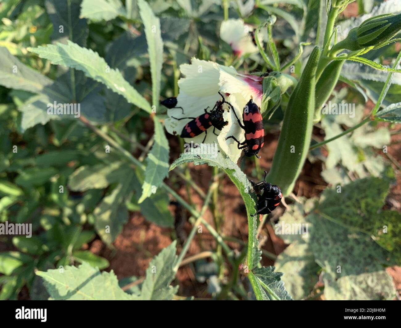 A closeup of hycleus bugs on a hibiscus calyphyllus in a garden under the sunlight Stock Photo