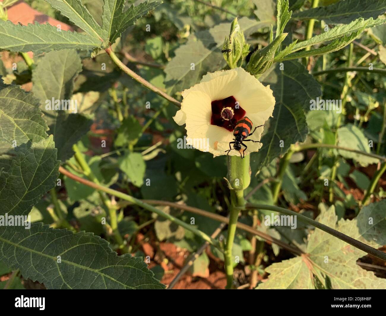 A closeup of a hycleus on a hibiscus calyphyllus in a garden under the sunlight Stock Photo