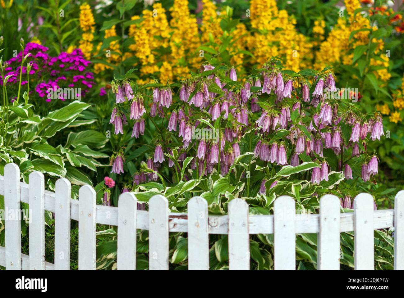 flowers blooming on flowerbed framed with small white fence, backyard plot arrangement Stock Photo