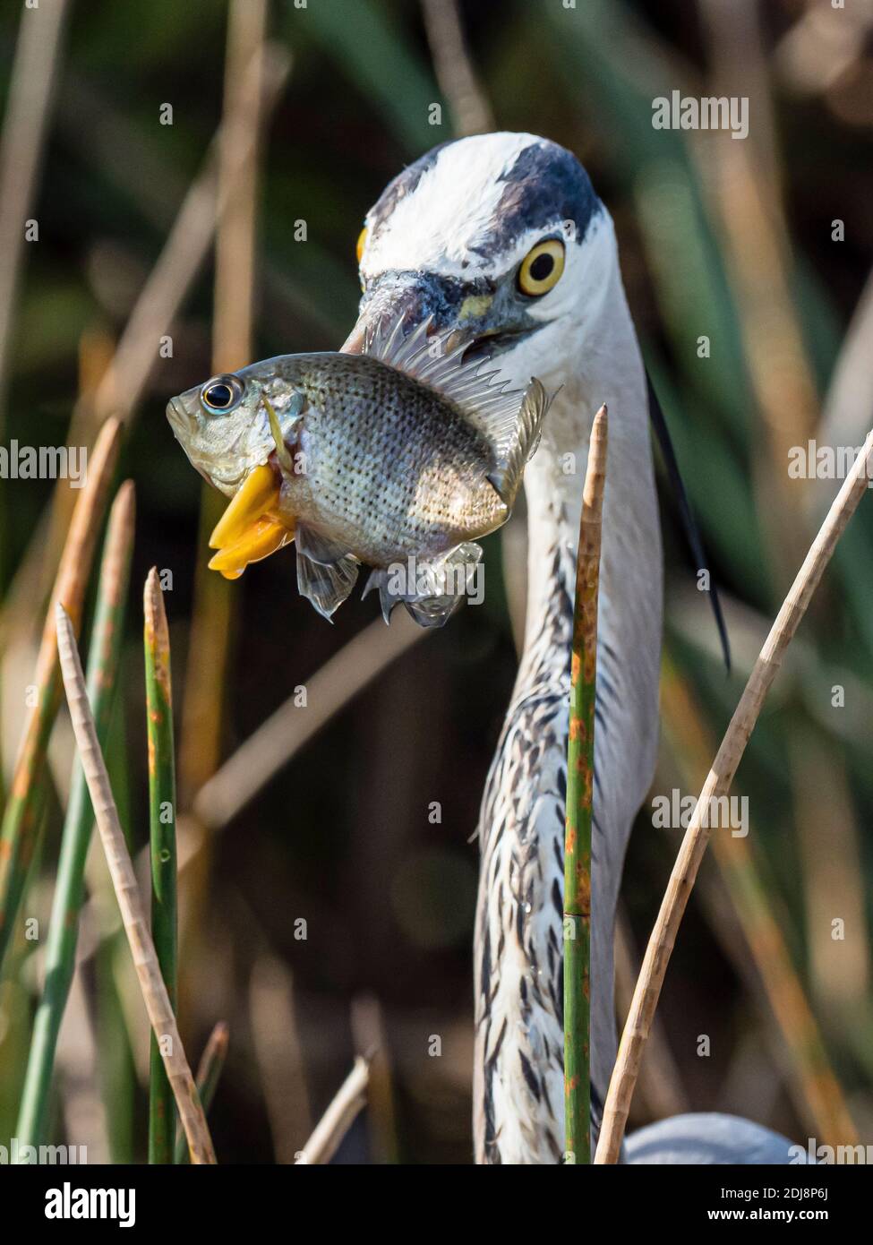 An adult great blue heron, Ardea herodias, spears a fish in Shark Valley, Everglades National Park, Florida, U.S.A. Stock Photo