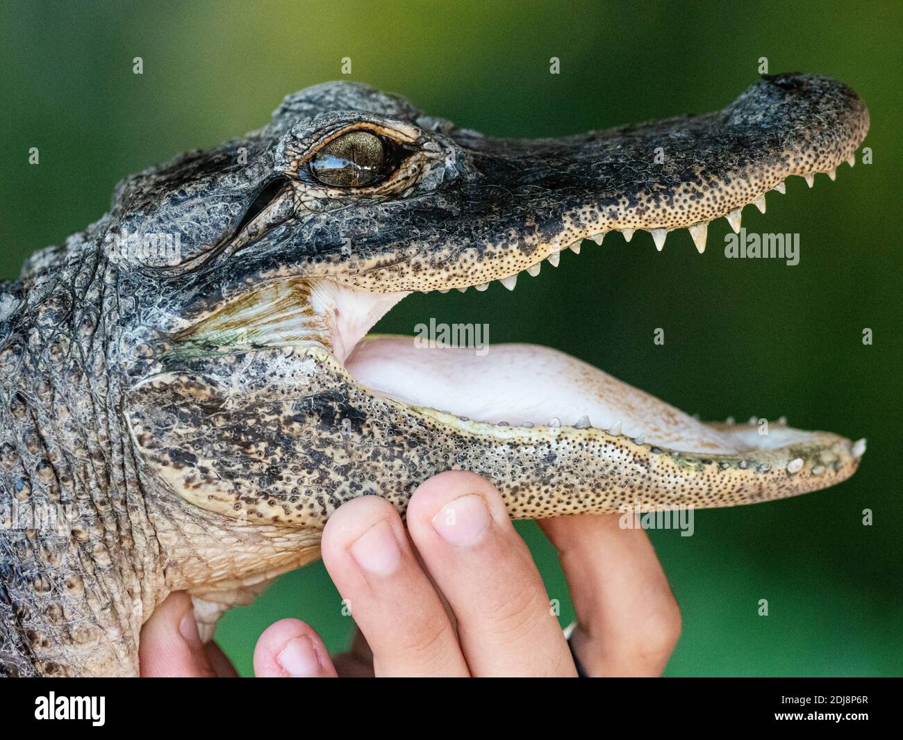 A captive American alligator, Alligator mississippiensis, at Gator Park in Shark Valley, Everglades National Park, Florida, USA. Stock Photo