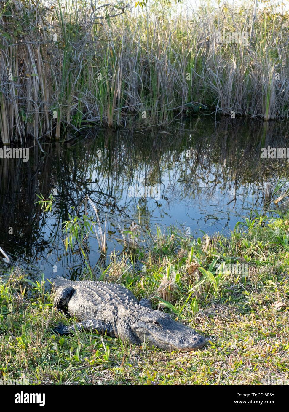 A wild American alligator, Alligator mississippiensis, in Shark Valley, Everglades National Park, Florida, USA. Stock Photo