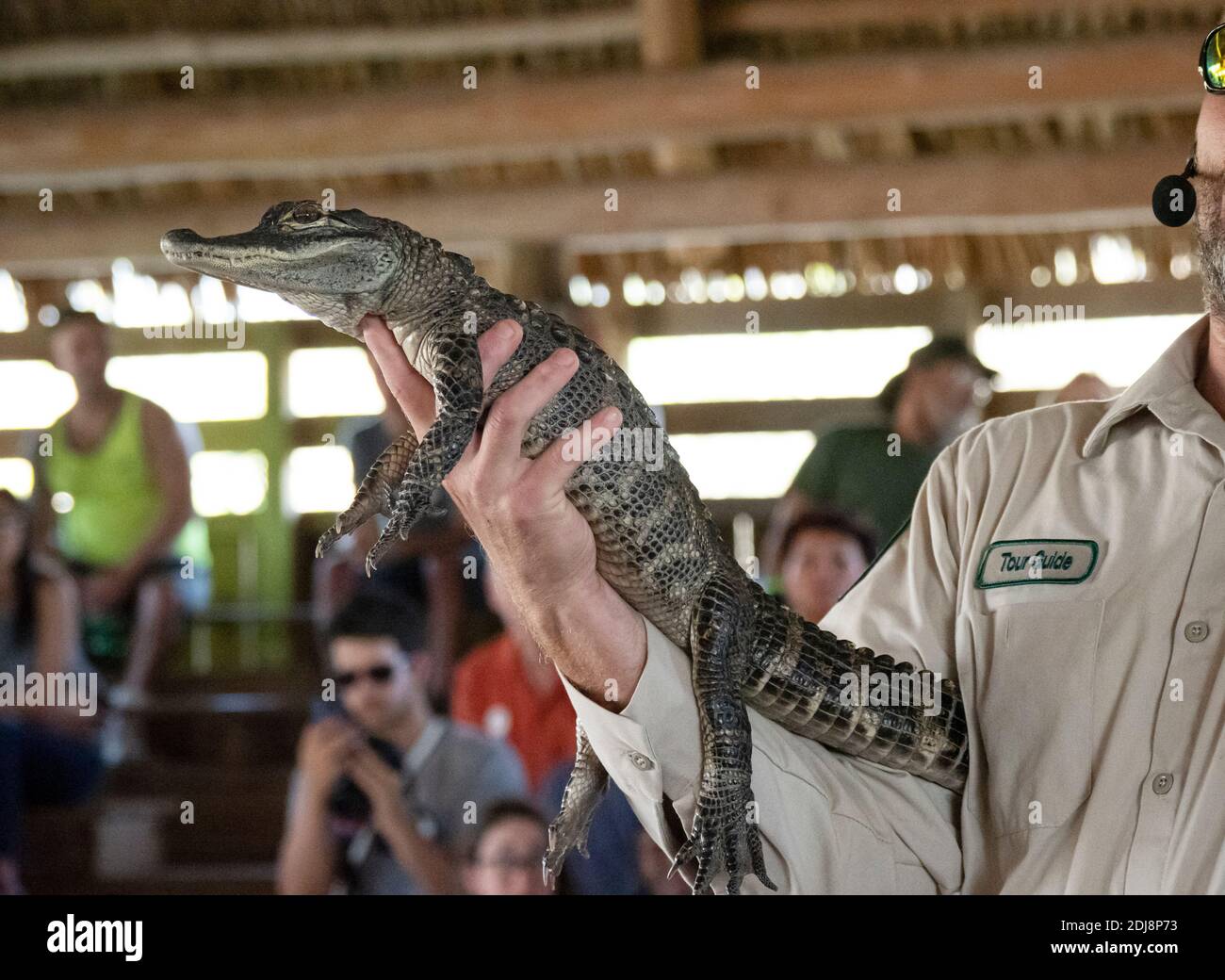 Captive American alligator, Alligator mississippiensis, on display at Gator Park, Everglades National Park, Florida, USA. Stock Photo