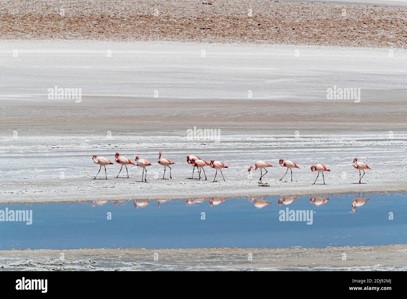Chilean flamingos, Phoenicopterus chilensis, Laguna Tara, Los Flamencos National Reserve, Antofagasta Region, Chile. Stock Photo