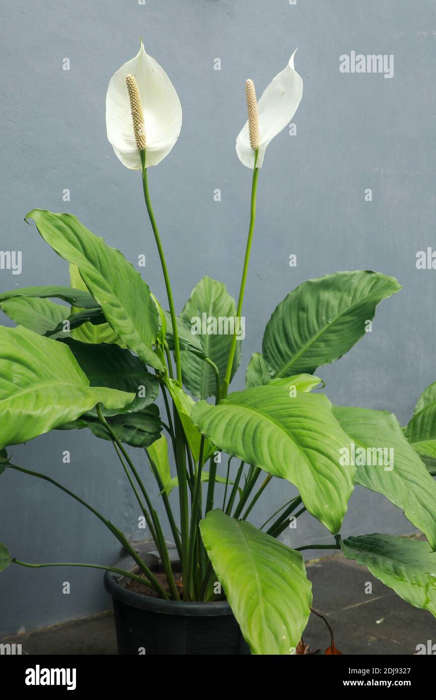closeup of plant and flower of cala zanteschia or Argentine water lily.  Calla lilies on gray background Stock Photo - Alamy