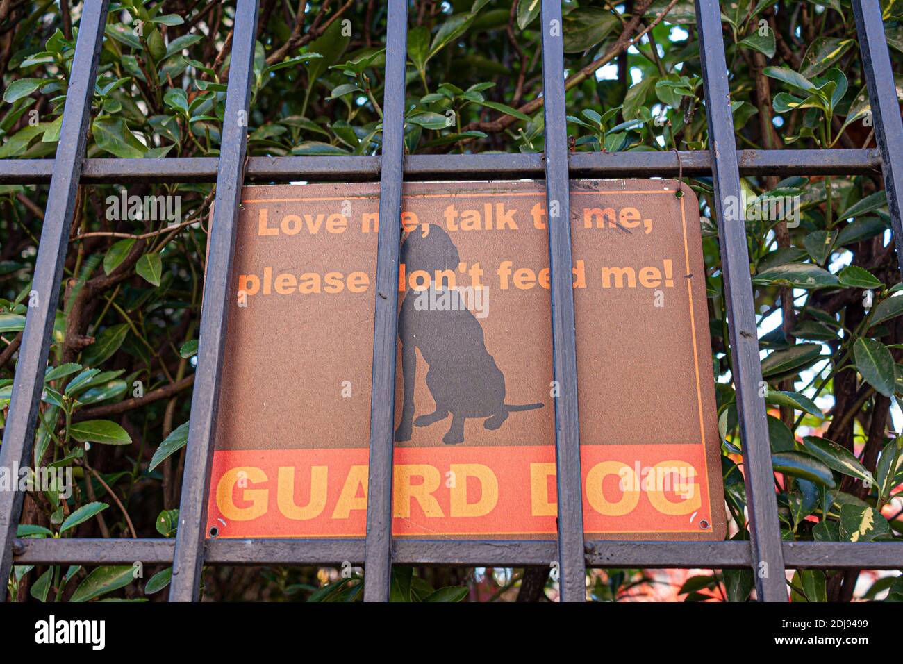 A metal sign attached to the fences surrounding a property. It says Guard Dog and Do not feed the dog. It has a dog symbol in it. Isolated close up lo Stock Photo