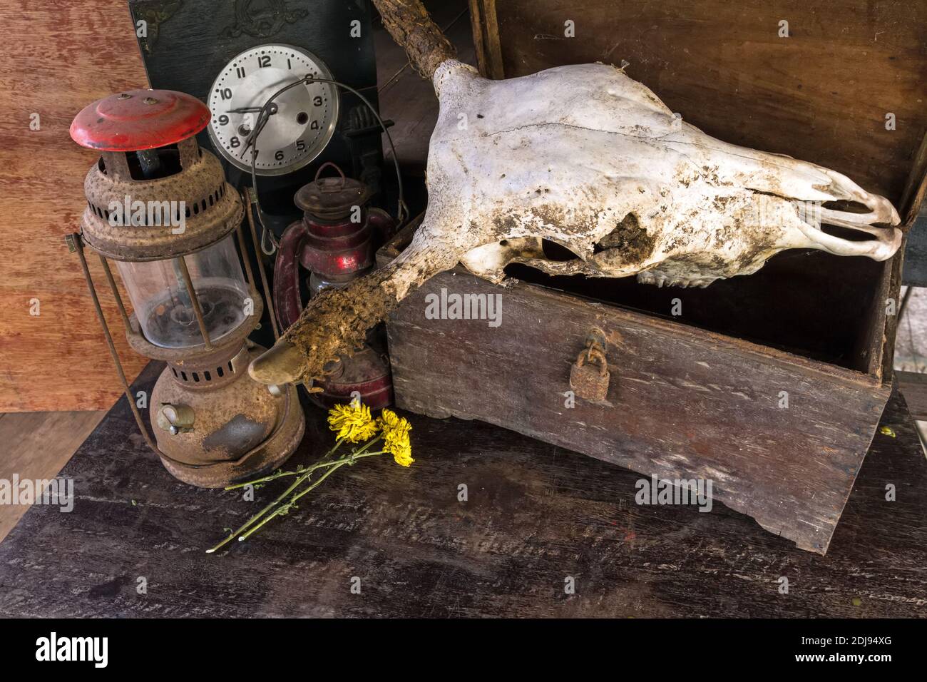 Skull lamp hi res stock photography and images Page 2 Alamy