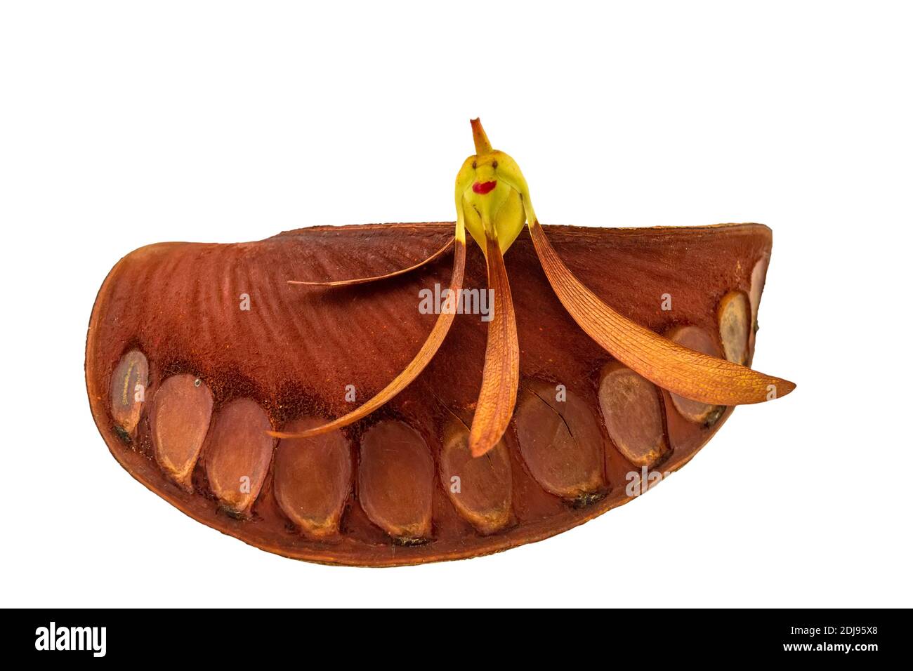 Close up smiling face of seed Tree (Dipterocarpus intricatus , Dipterocarpus obtusifolius Teijsm ) in Iron wood seed (Irul, Jamba, Pyinkado , Xylia xy Stock Photo