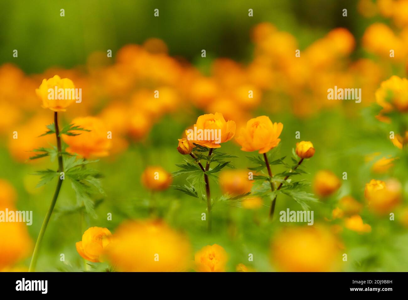 Spring green meadow with orange flowers Globeflowers (Trollius asiaticus) Stock Photo