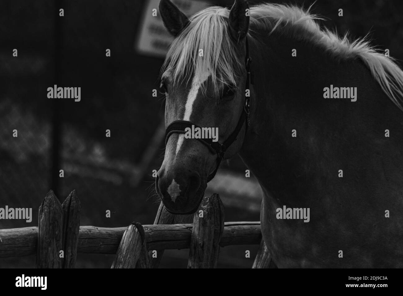 A grayscale closeup portrait of a beautiful horse in a bridle standing near a wooden fence Stock Photo