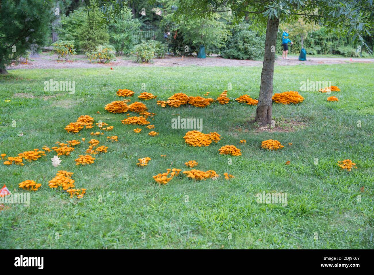Bioluminescent fungus hi-res stock photography and images - Alamy