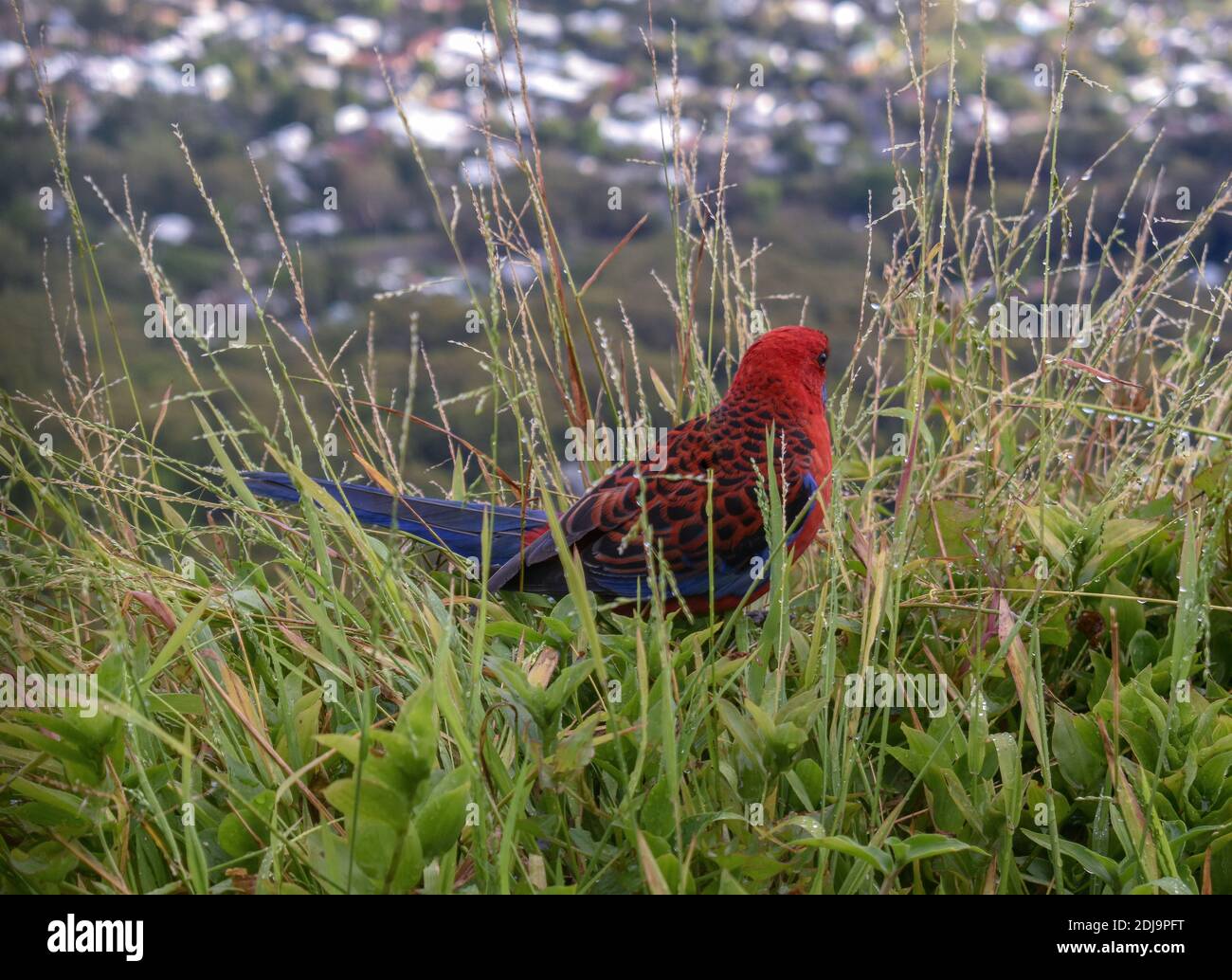 crimson rosella on cliff with houses underneath in Bulli Stock Photo