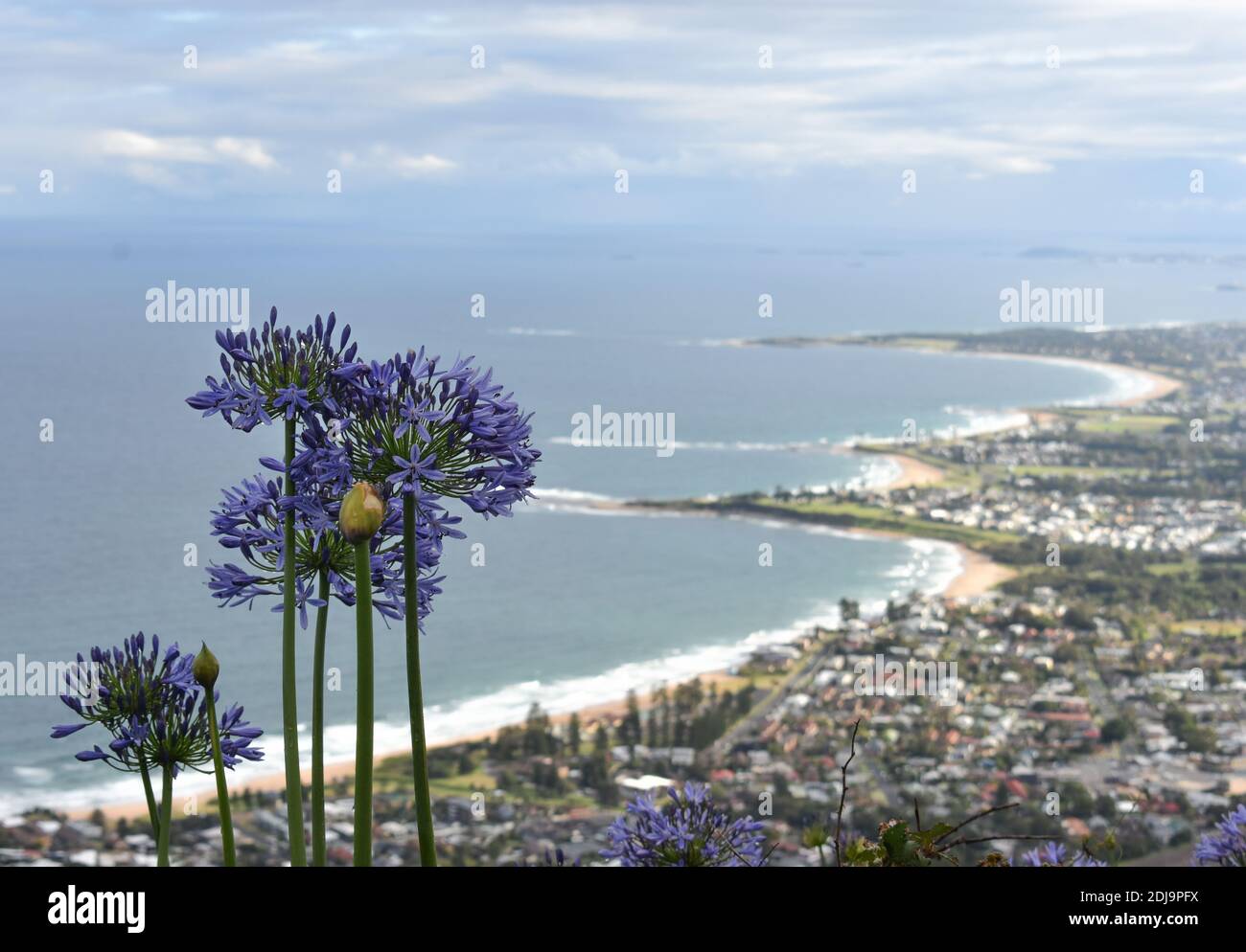 agapanthus/lily of the nile with bulli (wollongong) coastline in the background. Stock Photo