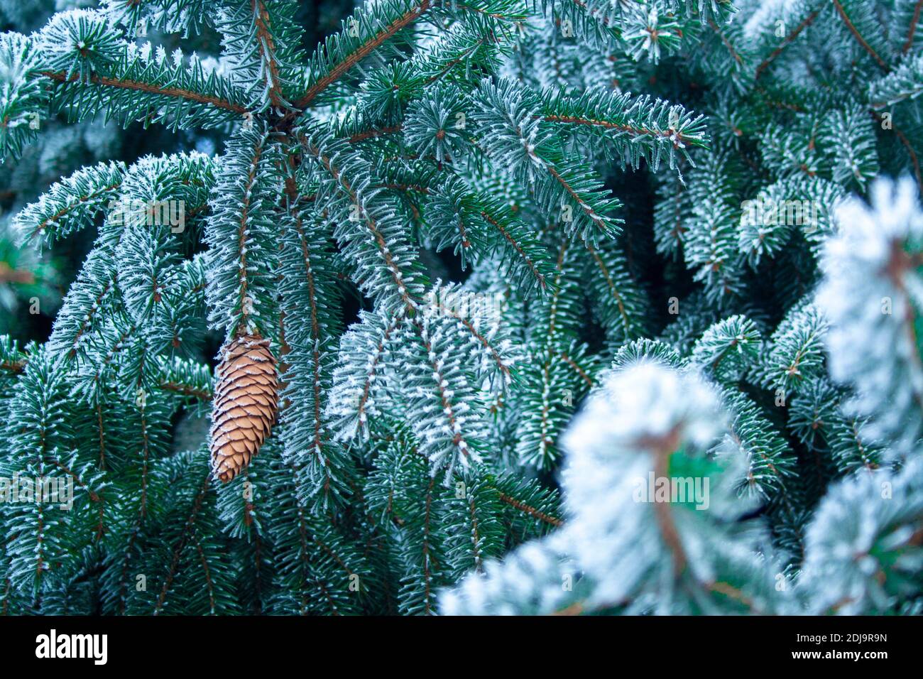 Closeup close up branch hi-res stock photography and images - Alamy