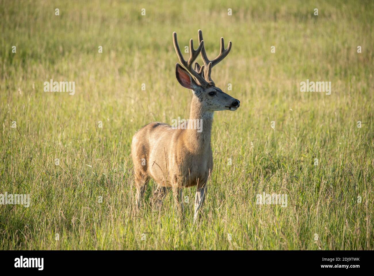 Younger Mule Deer standing in a field in summer Stock Photo