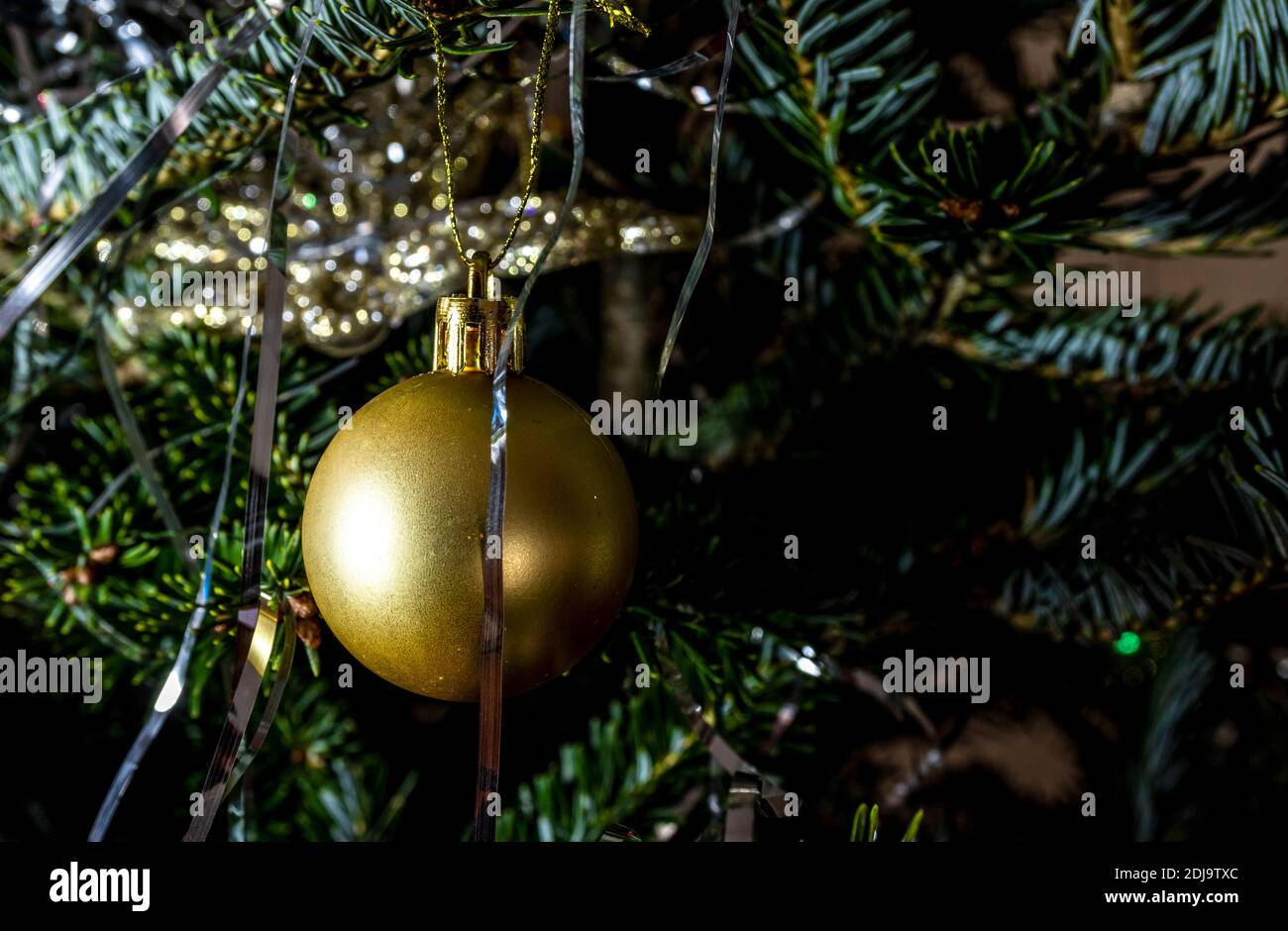 Golden spruce tree hi-res stock photography and images - Alamy