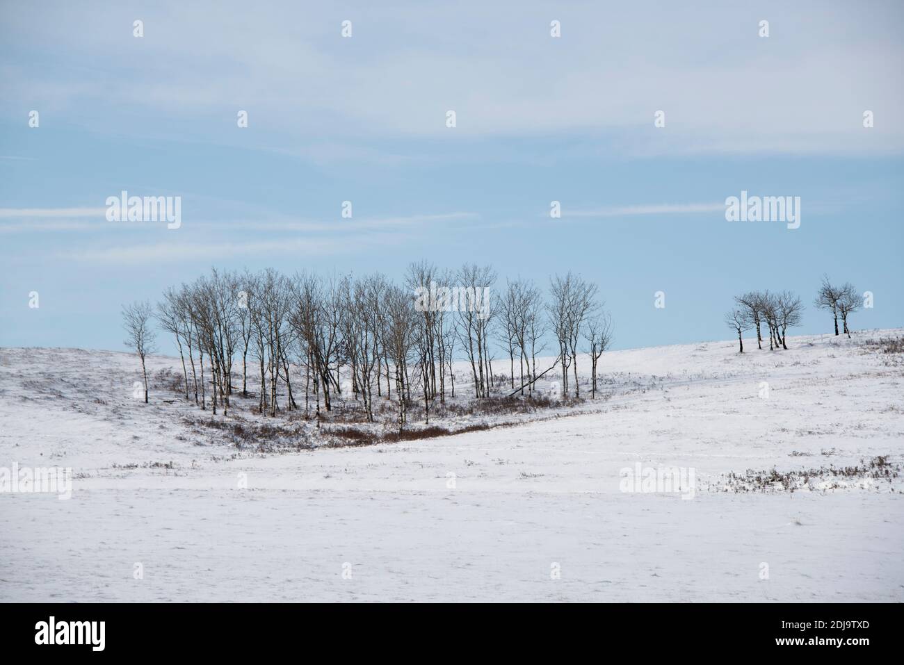 Winter landscape of grazing land in Alberta, Canada Stock Photo