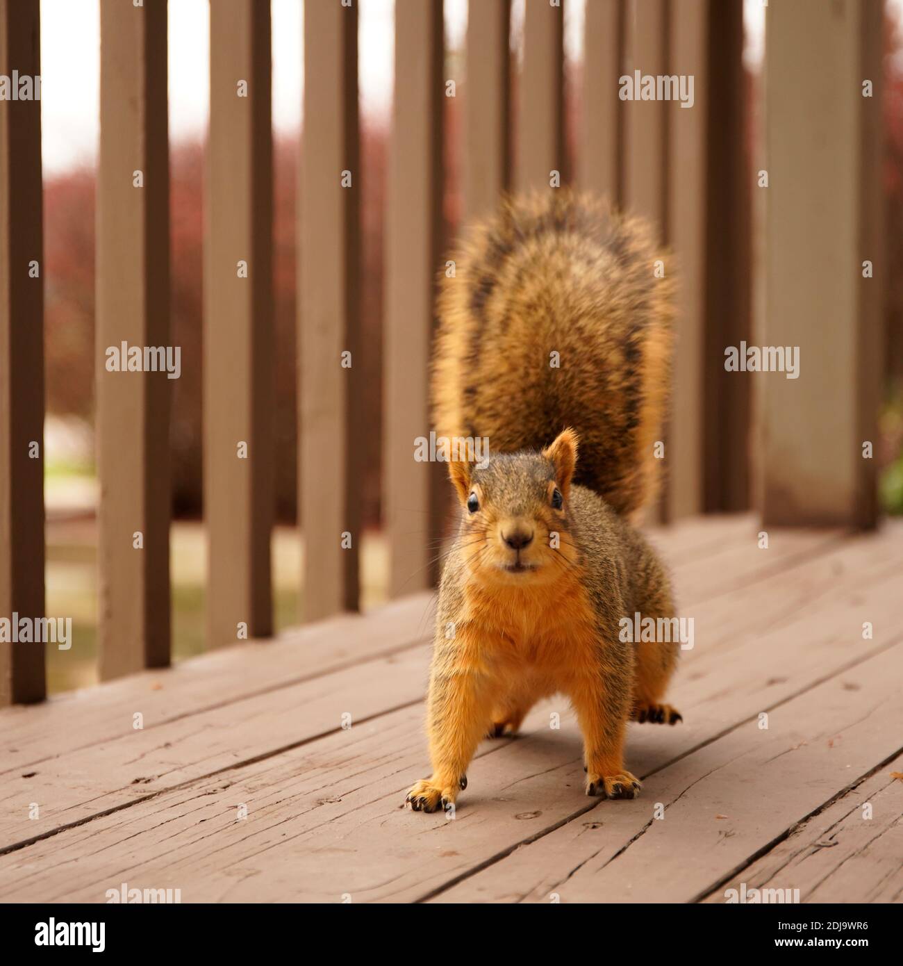 Squirrel came to get a walnut in the morning Stock Photo Alamy