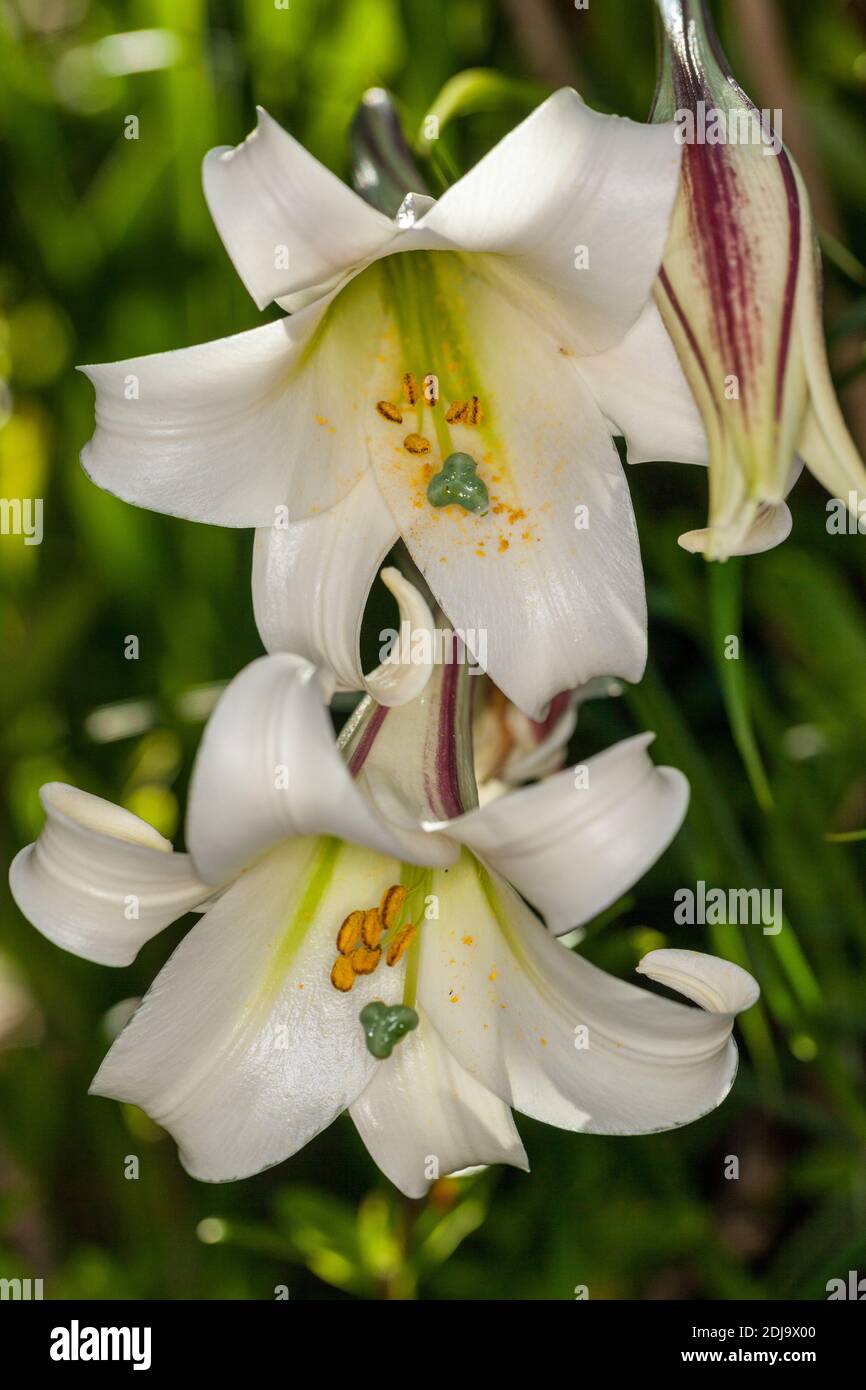 Formosa Lily, Basunlilja (Lilium formosanum) Stock Photo